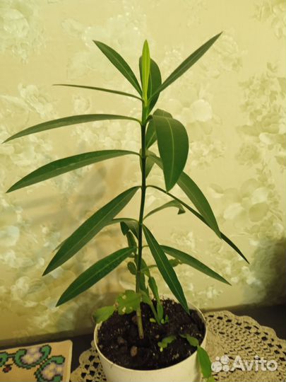 Фикус биннендийка Али иволистный
