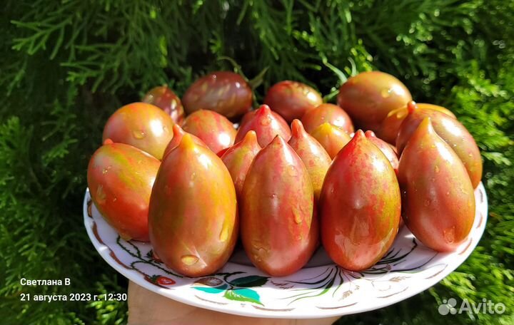 Набор из 5 коллекционных сортов томатов