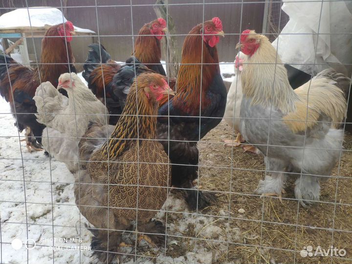 Продам птицу с личного хозяйства и инкубационные я