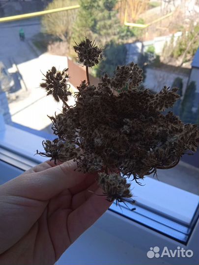 Семена моркови