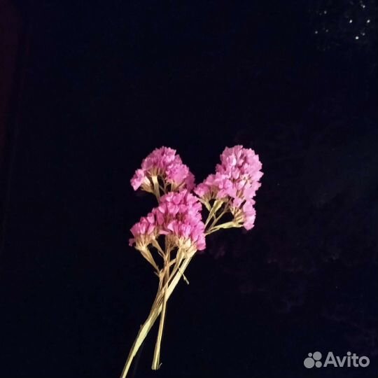 Сухоцвет Старица