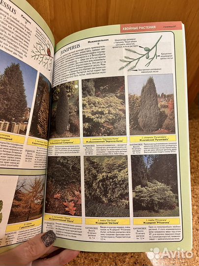 Все о декоративных деревьях и кустД-р Д.Р.Хессайон