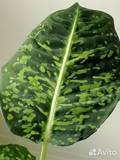 Диффенбахия Рефлектор