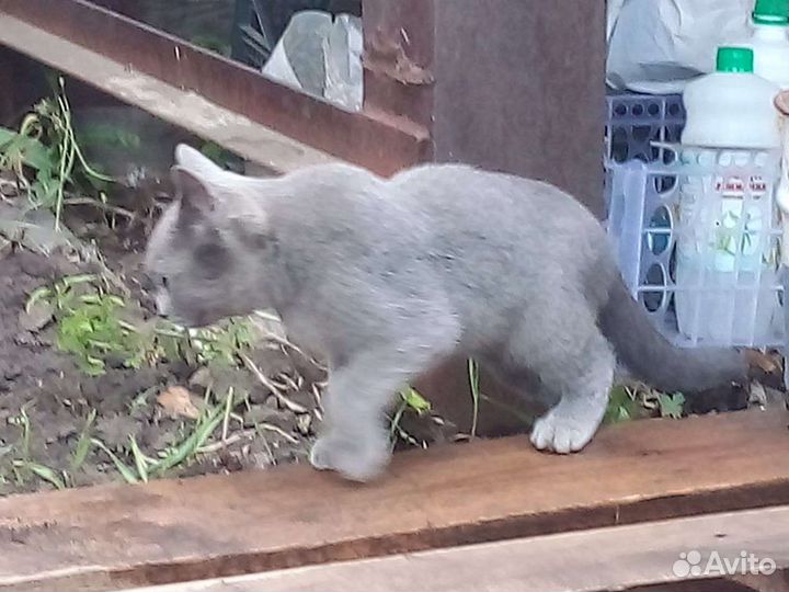 Котик и кошечка(3-4 ме) ищут дом