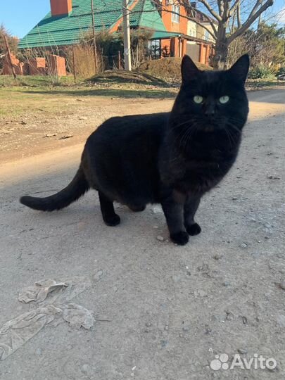 Котята бесплатно