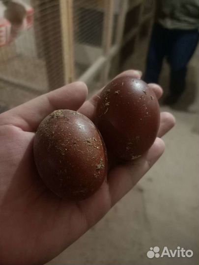 Цветное яйцо амераукана, Маран, лакеданзи