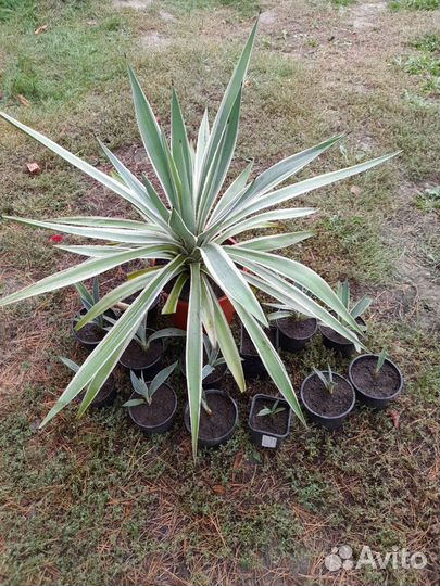 Агава, детки