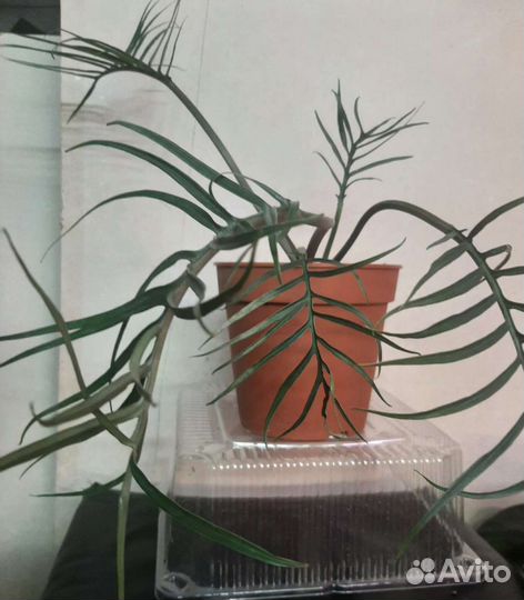 Филодендрон