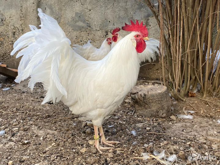 Инкубационное яйцо кур американский леггорн