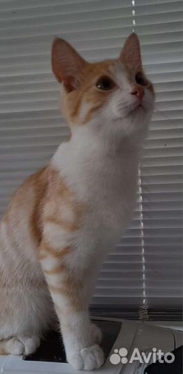 Котенок