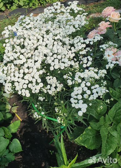 Физостегия