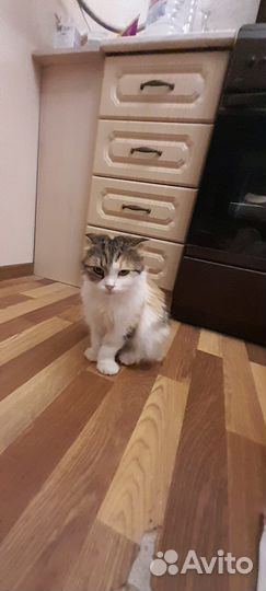 Кошка шотландская метис