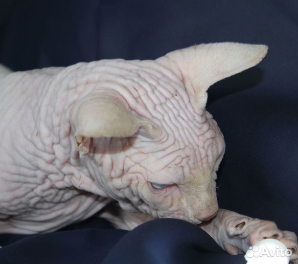 Мальчик шоколадный бамбино