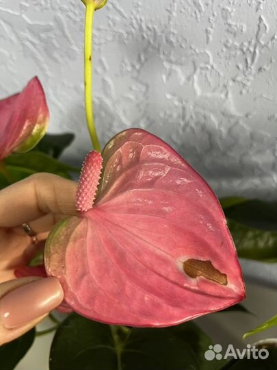 Антуриум Пинк чемпион