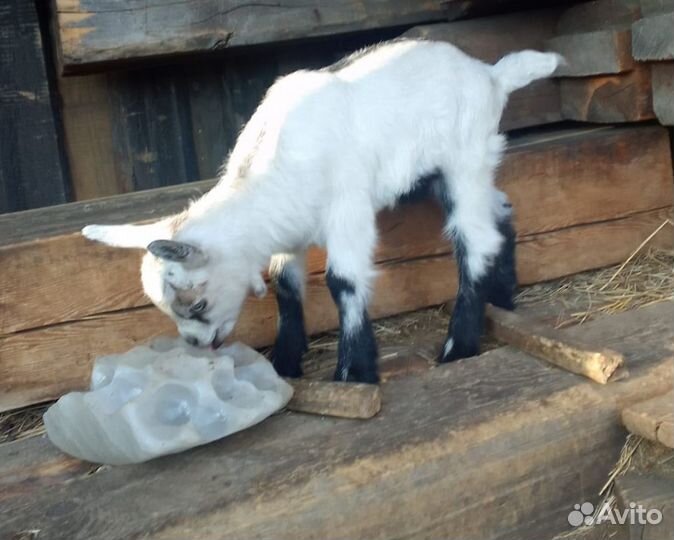 Козлята альпийские продаем или меняем на птицу