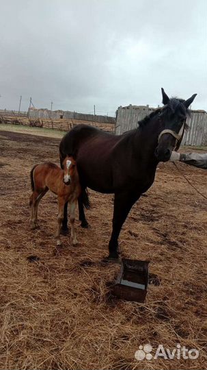 Продам лошадь