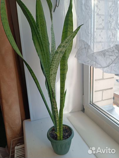 Сансевиерия лауренти