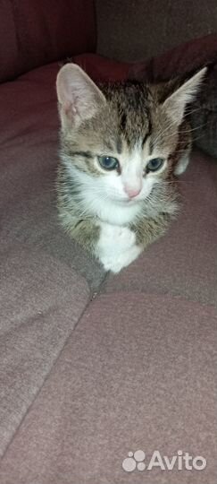 Котята в добрые руки бесплатно