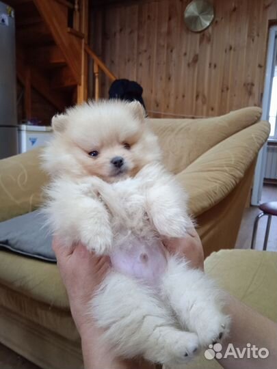 Щенки шпица