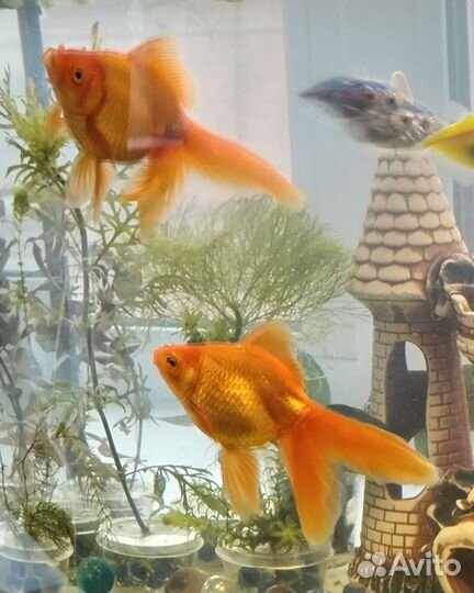 Аквариум со всем содержимым