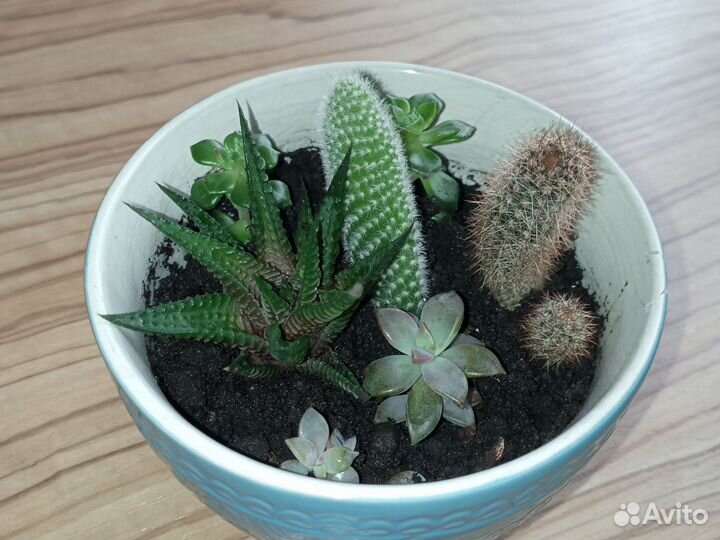 Флорариум суккуленты и кактусы