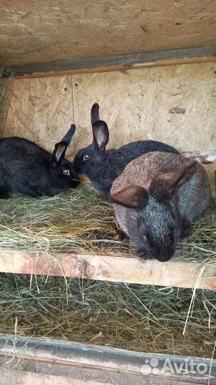 Полтавское серебро