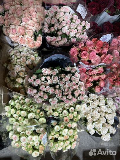 Роза кустовая