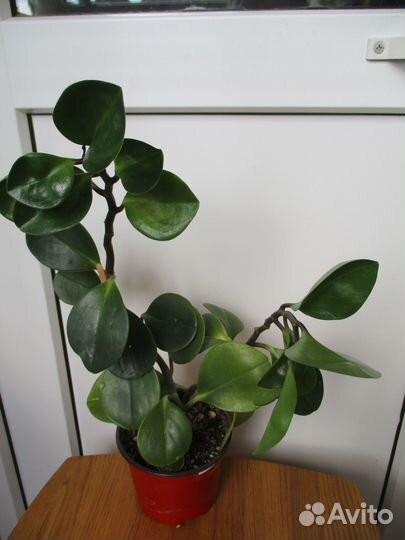 Ривина, пеперомия