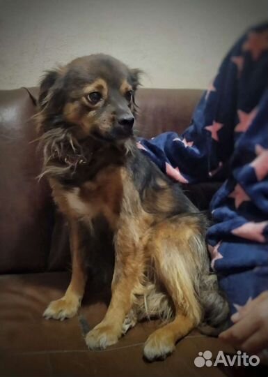 Маленькая собака мальчик