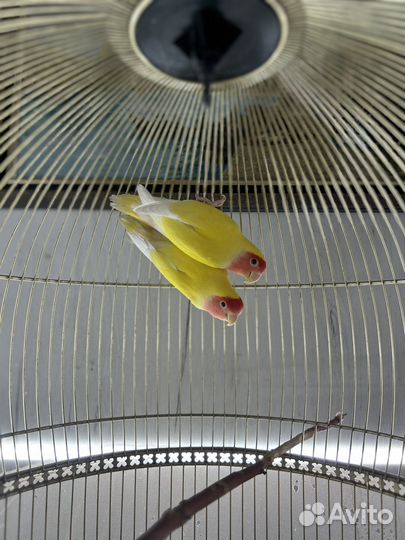 Попугай неразлучники с клеткой