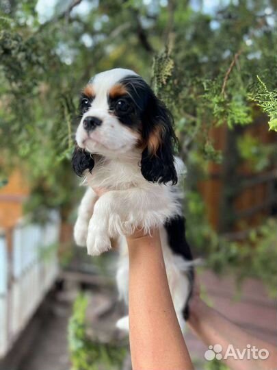 Кавалер кинг чарльз спаниель