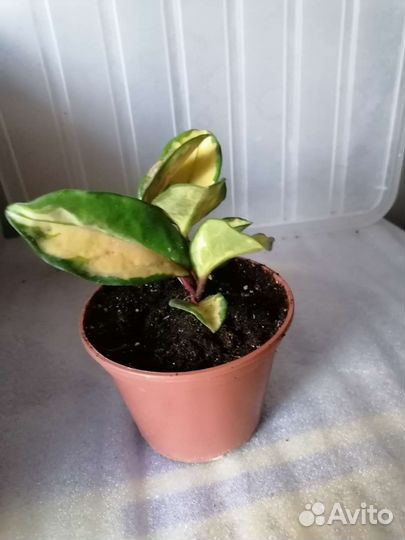 Традесканция