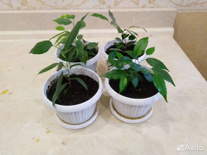 Фикус бенджамина