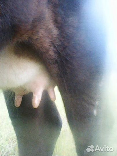 Продаётся нетель