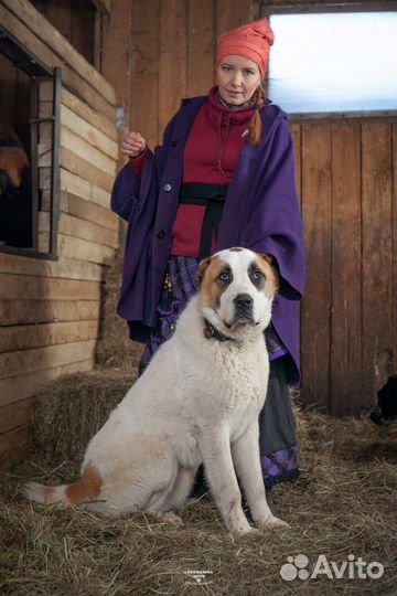 Щенки туркменского алабая