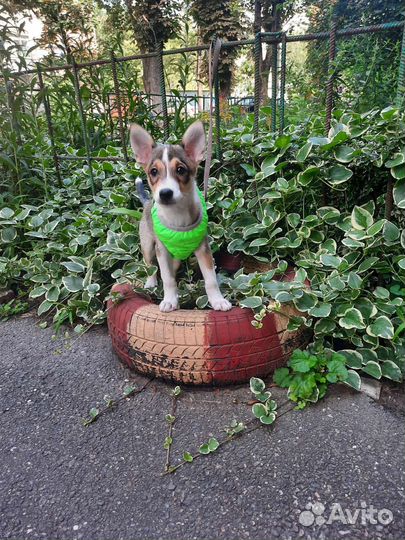 Чудо в жилетке