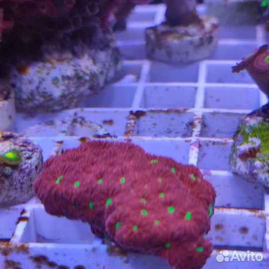 Кораллы в морской аквариум