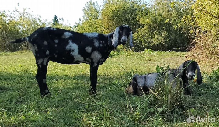 Коза нубийская