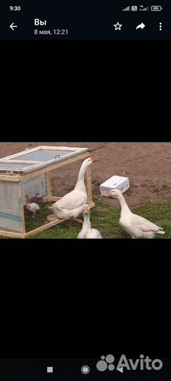 Продажа гусей
