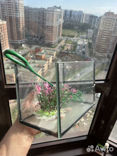Аквариум маленький