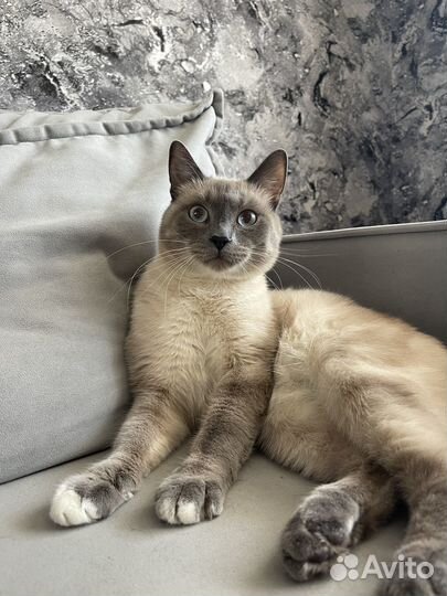 Отдам кота в добрые руки