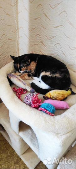 Трëхцветная кошечка в добрые руки