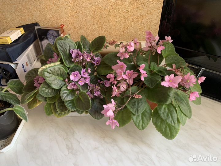 Фиалки цветущие в горшке