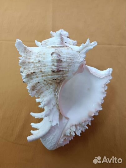 Ракушка морская большая