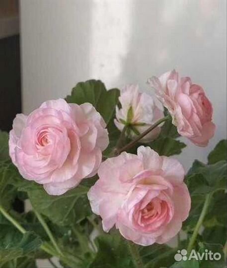 Пеларгония сортовая