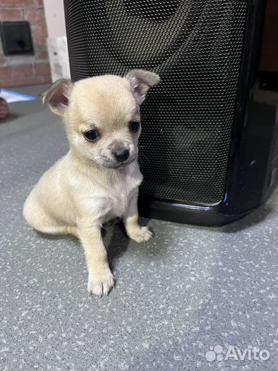 Щеночки Чихуа