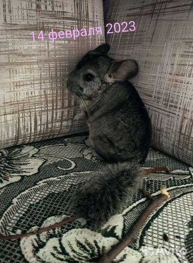 Шиншилла