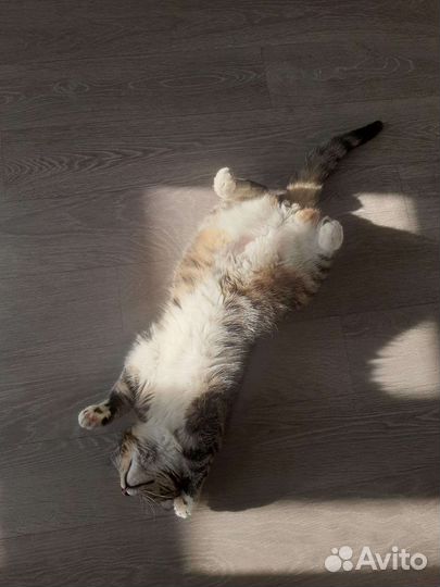 Красивый Кот