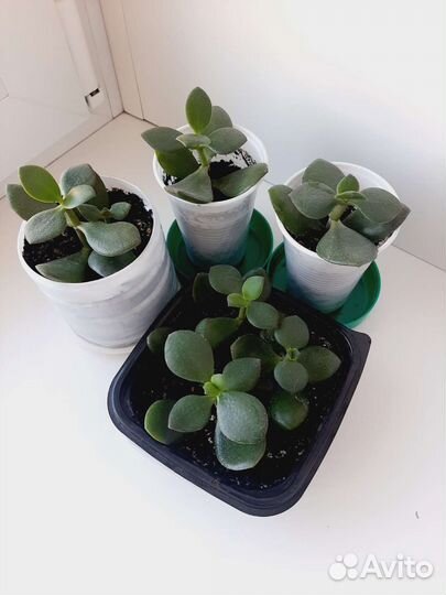 Крассула или денежное дерево