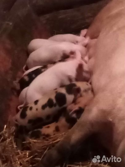 Поросенок ландрас